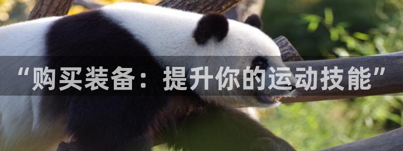凯捷体育代理